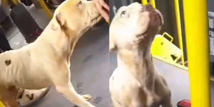 Vídeo mostra cachorro passeando dentro de ônibus em Mogi das Cruzes