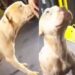 Vídeo mostra cachorro passeando dentro de ônibus em Mogi das Cruzes